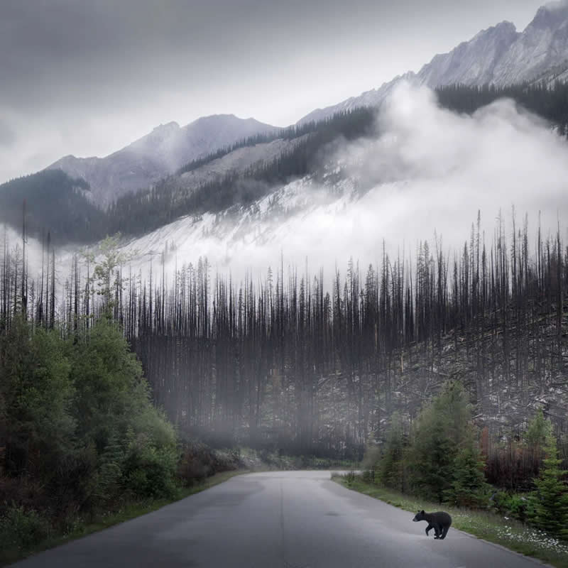 A black bear crosses a deserted mountain road surrounded by mist, burned forest, evergreen trees, and rugged peaks in the Canadian Rockies under an overcast sky.