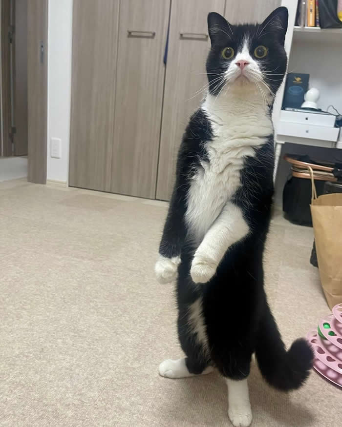 A funny black-and-white tuxedo cat standing upright on its hind legs with wide, curious eyes inside a cozy home, looking surprised as if it just heard the treat bag open.