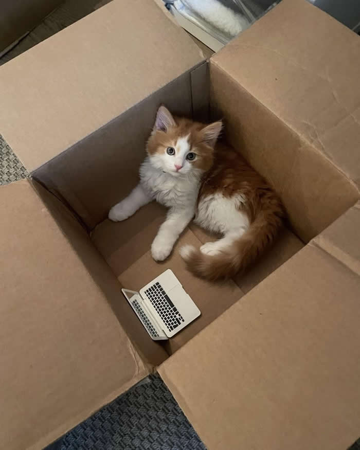 A fluffy orange-and-white kitten sitting inside a cardboard box beside a tiny toy laptop, creating a funny work-from-home scene with an adorable and curious expression.