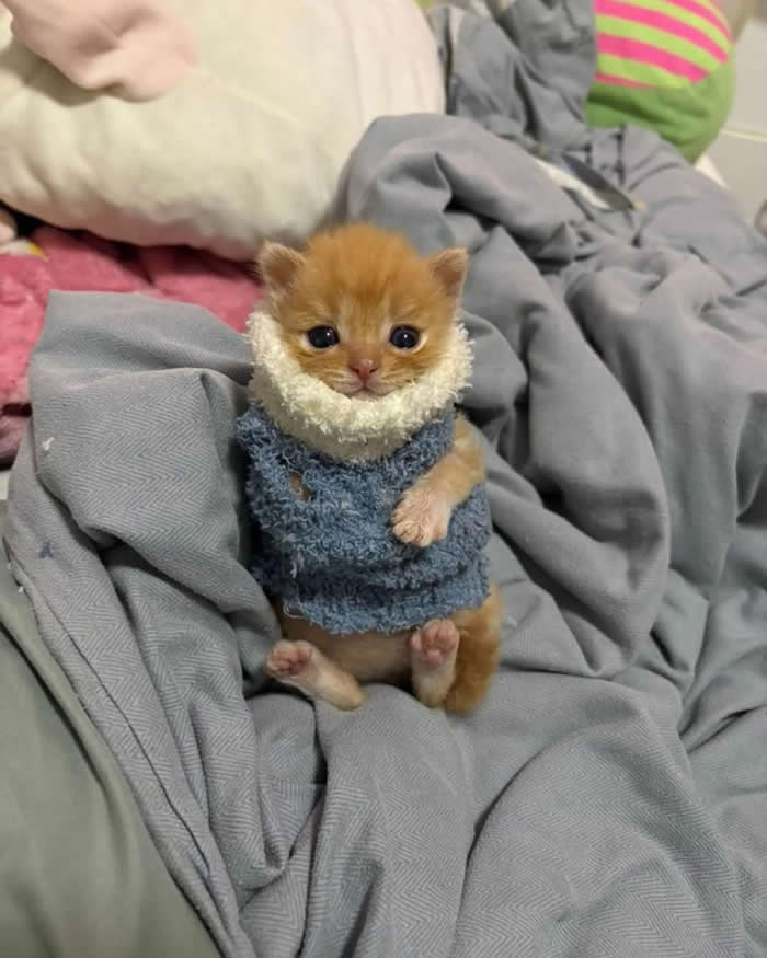 A tiny ginger kitten wearing a cozy blue sweater with a fluffy white collar, sitting upright on a soft blanket and looking adorably curious with wide, expressive eyes.