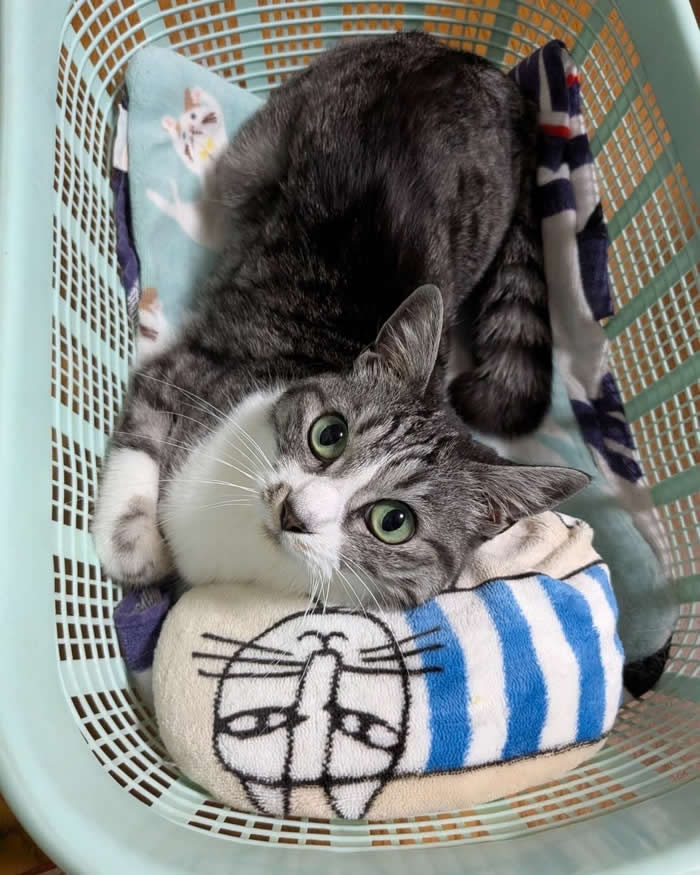 A gray tabby cat with bright green eyes lounging comfortably inside a laundry basket on soft folded blankets, looking up with an innocent expression as if claiming the freshly washed clothes as its new bed.