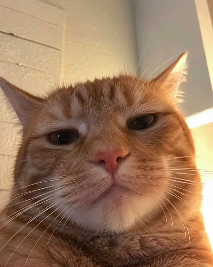 A close-up selfie of a grumpy-looking orange tabby cat with half-closed eyes and a hilariously unimpressed expression, staring directly at the camera under warm indoor lighting.
