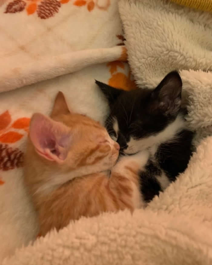 Two adorable kittens, one orange tabby and one black-and-white tuxedo, snuggled together under a soft blanket, sharing a cozy cuddle during nap time.