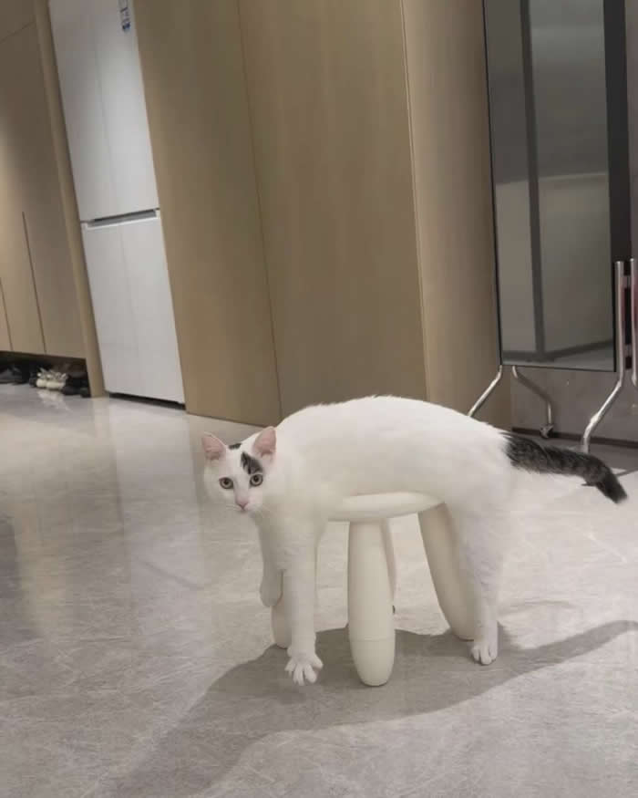 A funny white cat standing with a small white stool underneath its belly, creating the hilarious illusion that the stool is part of the cat while it stares curiously at the camera inside a modern home.