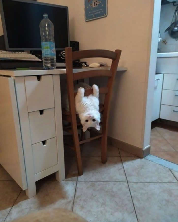 A fluffy white cat hilariously hanging upside down through the backrest of a wooden chair in a home office, staring at the camera with a playful expression while defying gravity.