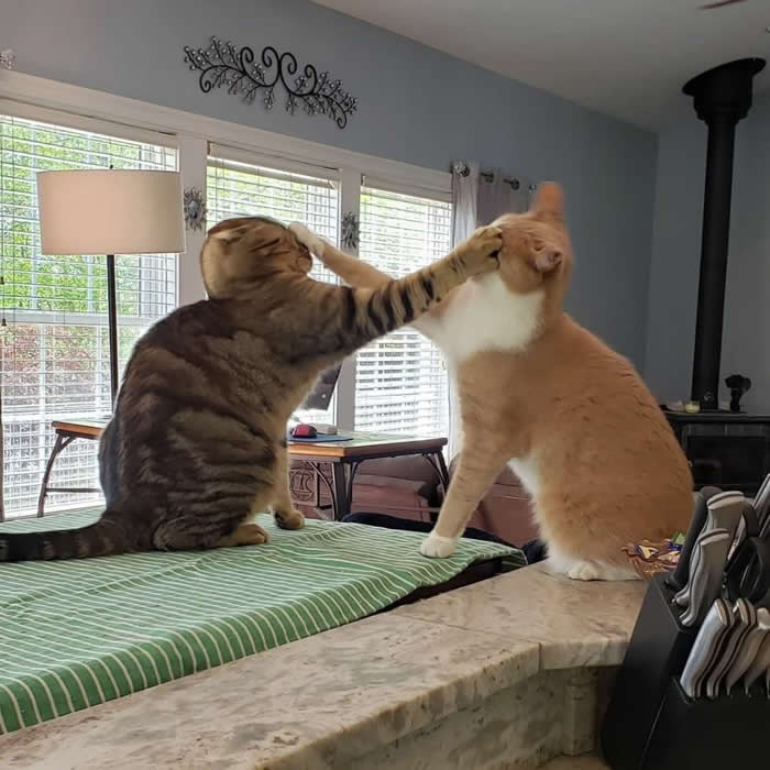 Two adorable house cats playfully swatting each other with their paws on a kitchen counter, capturing a hilarious mid-slap moment that looks like a tiny feline boxing match.