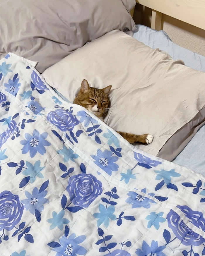 A sleepy brown tabby cat tucked under a blue floral blanket with its head resting on a pillow, looking peacefully asleep in bed like a person enjoying a cozy morning lie-in.