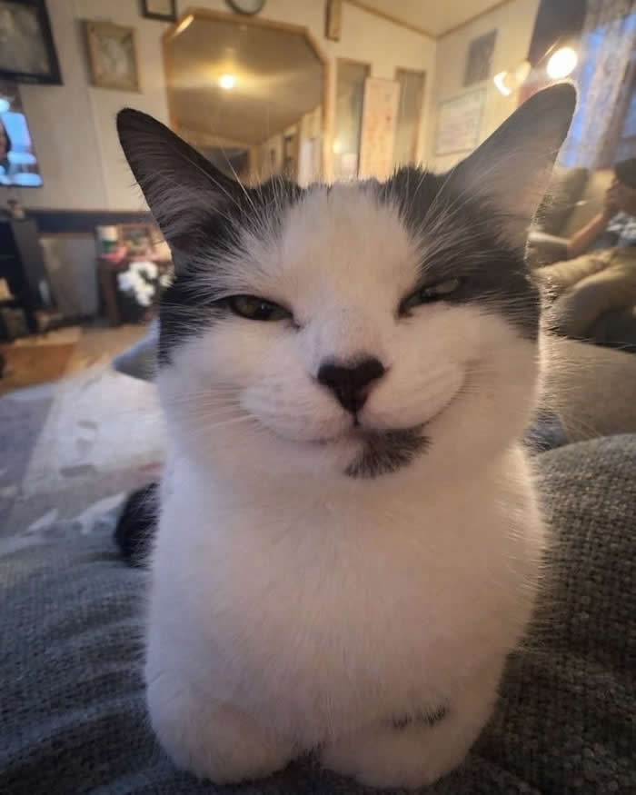 A close-up portrait of a black-and-white cat with a mischievous smirk and half-closed eyes, sitting comfortably indoors and giving the camera a hilariously smug expression.
