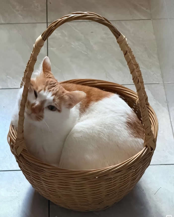 A funny orange-and-white cat curled up snugly inside a woven wicker basket, looking comfortably settled as if it believes the basket was made exclusively for feline relaxation.