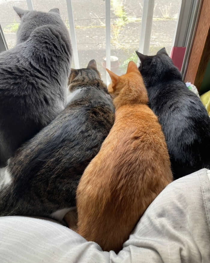 Four adorable house cats sitting shoulder to shoulder by a sunny window, intensely watching the outdoors like a tiny neighborhood watch team on an important surveillance mission.
