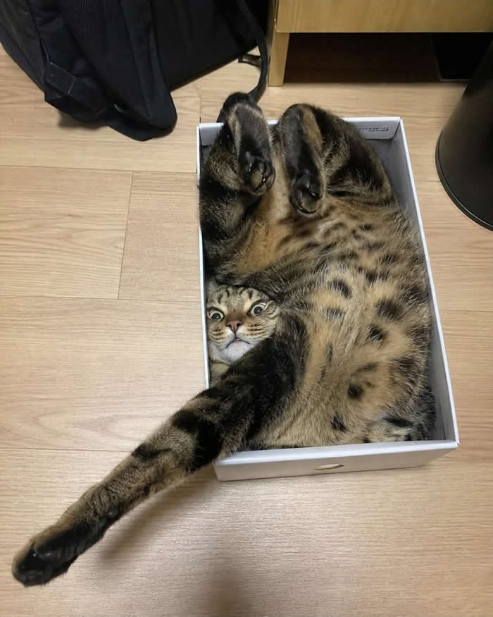 A funny tabby cat twisted into an impossible sleeping position inside a small cardboard box, with wide eyes and one leg stretched out, creating a hilariously confusing and adorable scene.