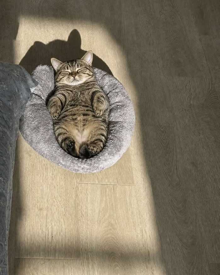A chubby tabby cat lying on its back in a plush round pet bed, peacefully napping in a warm patch of sunlight with its tiny paws curled up, enjoying the ultimate lazy afternoon.