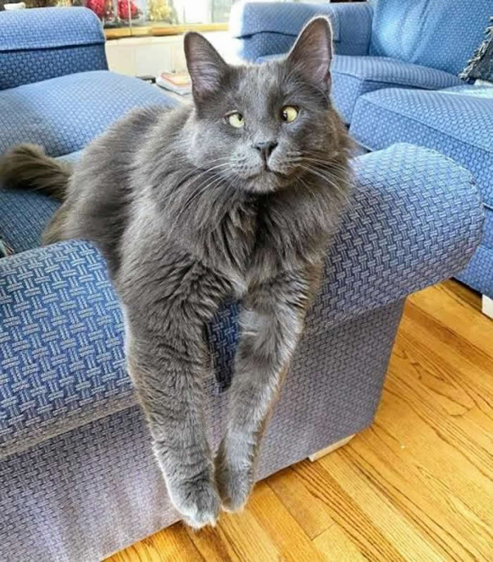A fluffy gray long-haired cat lounging lazily over the arm of a blue couch with both front legs dangling down, looking completely relaxed and hilariously comfortable in a cozy living room.