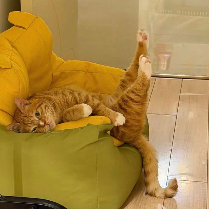 An orange tabby cat lounging sideways on a colorful green-and-yellow couch with one hind leg stretched straight into the air, creating a hilariously awkward yet comfortable-looking pose in a cozy living room.