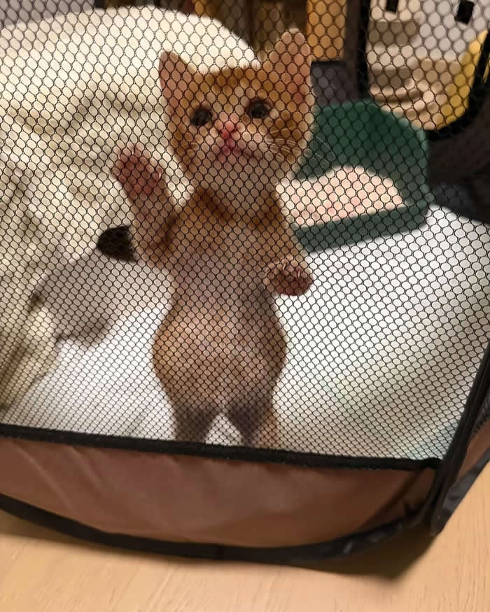 A tiny orange kitten standing upright against a mesh playpen with one paw raised, looking through the screen with wide, pleading eyes as if asking to be let out for another adventure.