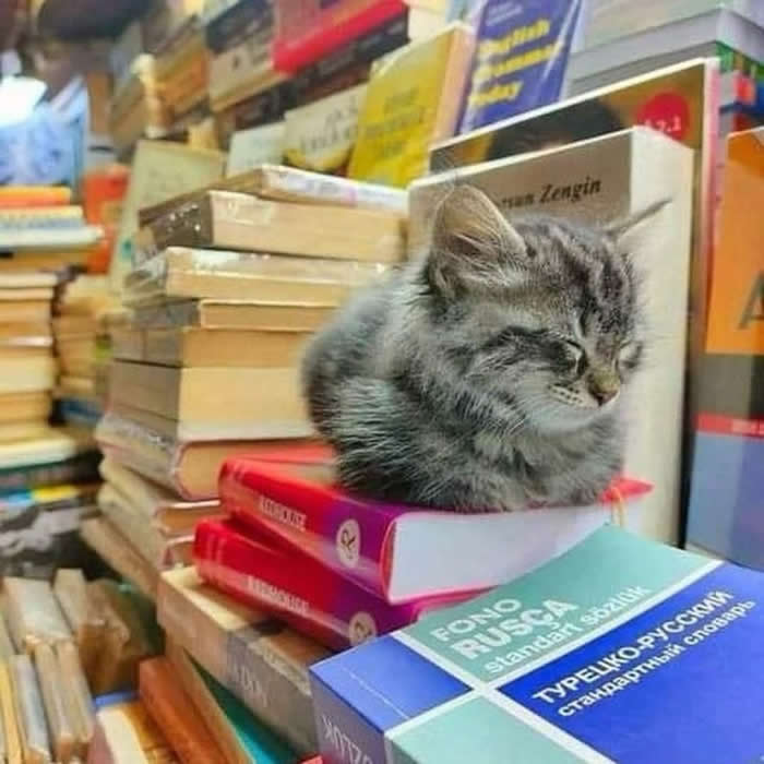 A tiny gray tabby kitten peacefully sleeping on a stack of colorful books inside a cozy bookstore, creating an adorable and funny scene that every book lover and cat fan will appreciate.