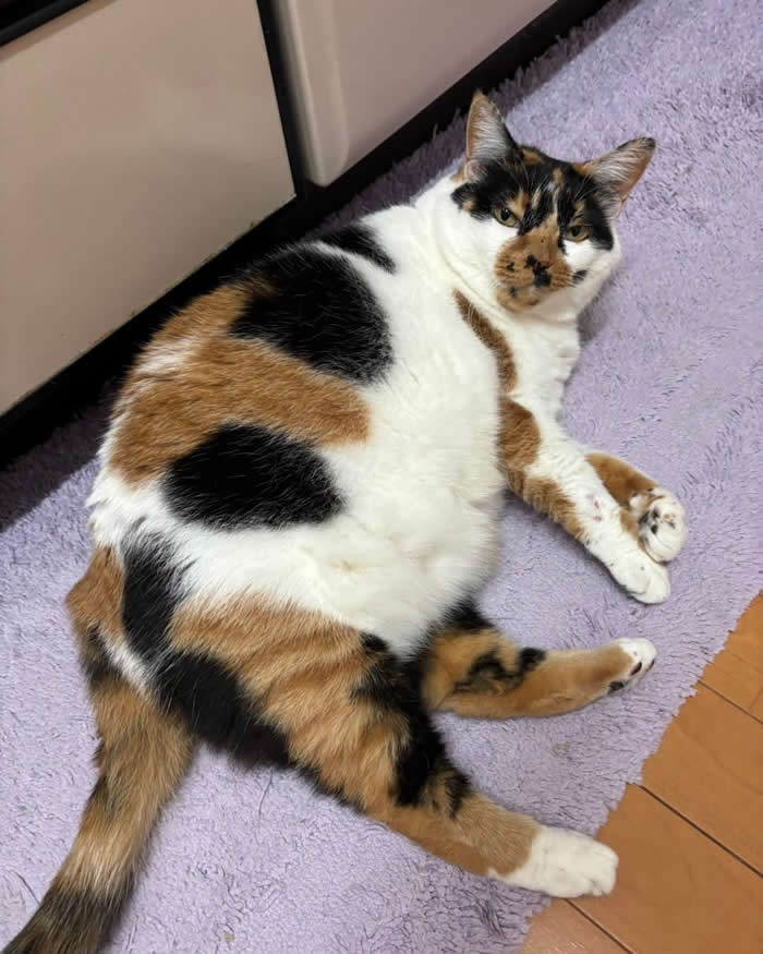 A chubby calico cat lounging comfortably on a soft purple rug, giving the camera a hilariously unimpressed look while proudly showing off its fluffy round belly in a cozy home.