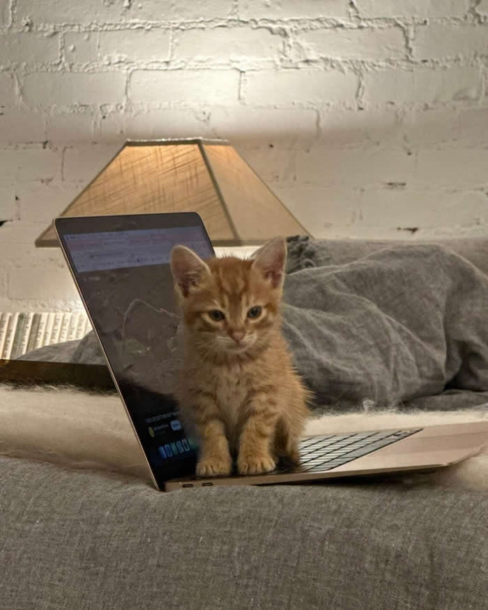 A tiny orange tabby kitten sitting adorably on the keyboard of an open laptop, looking focused as if working from home in a cozy bedroom with warm lighting.