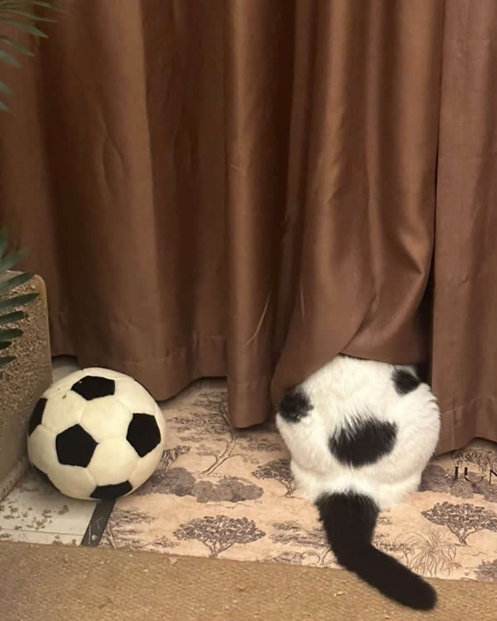 A funny black-and-white cat hiding behind a brown curtain with only its round spotted back and fluffy tail visible, sitting beside a soccer ball in a cozy living room and creating a hilarious game of hide-and-seek.