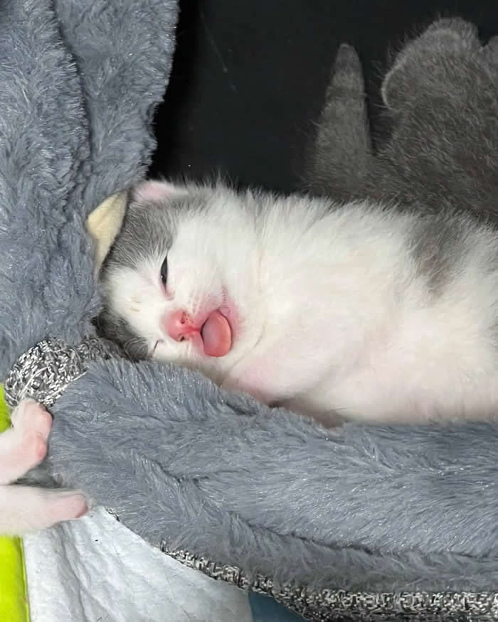 A sleepy gray-and-white kitten lying on a soft plush bed with its tiny pink tongue sticking out, creating an irresistibly funny and adorable "blep" expression while peacefully napping.