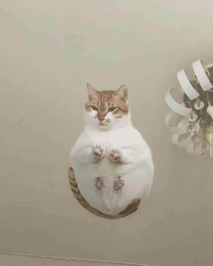 A chubby orange-and-white cat viewed from below through a transparent glass surface, with its tiny paws and round belly pressed against the glass, creating a hilarious floating illusion and an irresistibly funny perspective.