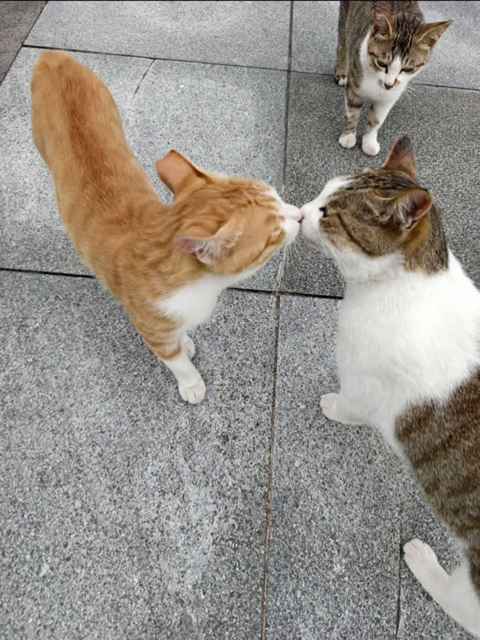 Two friendly cats touching noses in a sweet greeting while a third curious cat watches from behind, creating a funny and adorable moment of feline friendship on a tiled floor.