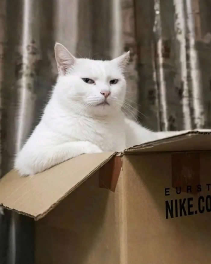 A fluffy white cat sitting proudly inside a large cardboard box with a hilariously serious expression, looking like a strict package inspector while supervising deliveries indoors.