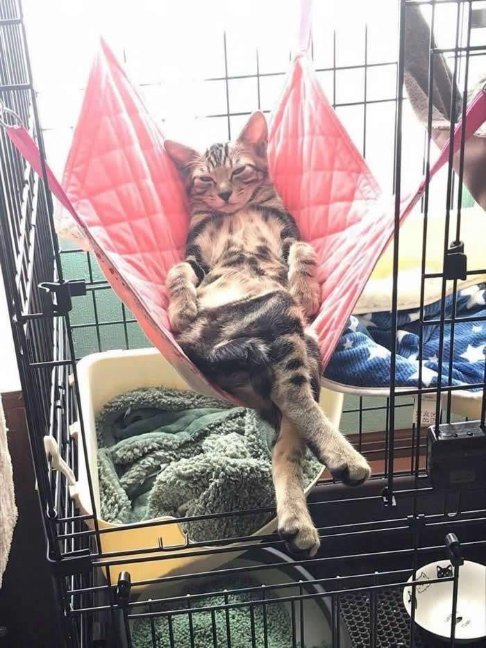 A relaxed tabby cat lounging comfortably in a pink hammock inside a pet enclosure, sitting with its legs crossed and paws resting on its belly like it's enjoying a luxury vacation at a feline resort.