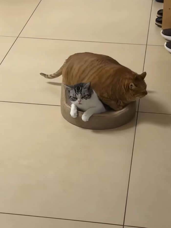 Two funny cats squeezed into a tiny round cat bed, with a large orange tabby sitting on top of a smaller gray-and-white cat, creating a hilariously overcrowded and adorable cuddle scene indoors.