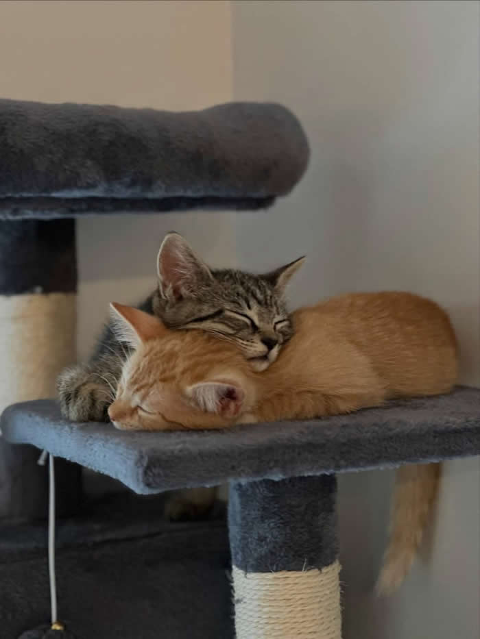 Two adorable kittens sleeping together on a cat tree, with a gray tabby peacefully resting its head on the back of a sleeping orange kitten, creating an irresistibly cute and funny cuddle scene.