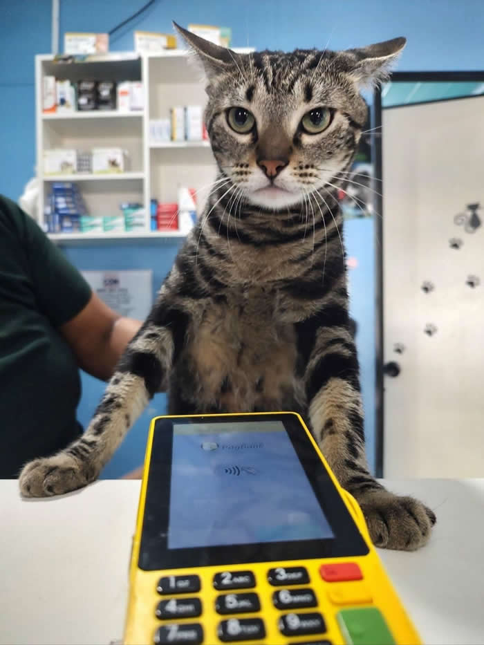 A funny tabby cat standing behind a payment terminal like a cashier, staring seriously at the customer while appearing to process a card payment in a pet clinic or store.