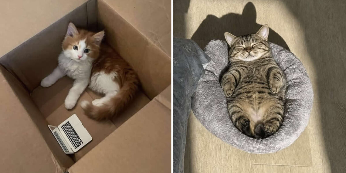 Cats Who Clearly Woke Up and Chose Chaos