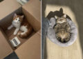 Cats Who Clearly Woke Up and Chose Chaos
