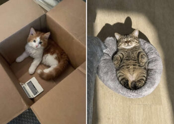 Cats Who Clearly Woke Up and Chose Chaos