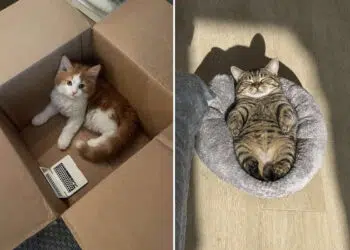 From Cute to Crazed: 35 Cats Who Clearly Woke Up and Chose Chaos 35 Cats Who Clearly Woke Up and Chose Chaos