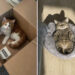 Cats Who Clearly Woke Up and Chose Chaos