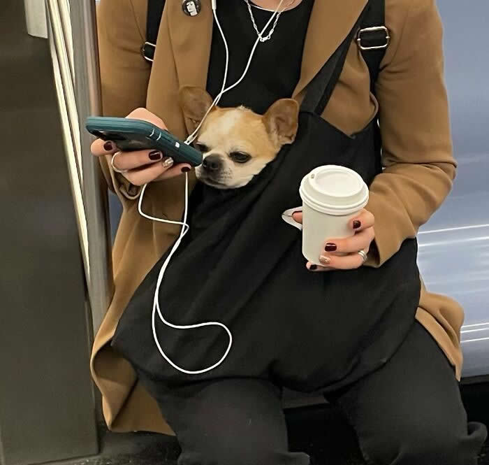 A small tan dog relaxes inside a black tote bag while a person in a camel coat holds a phone and a takeaway coffee cup on public transit.