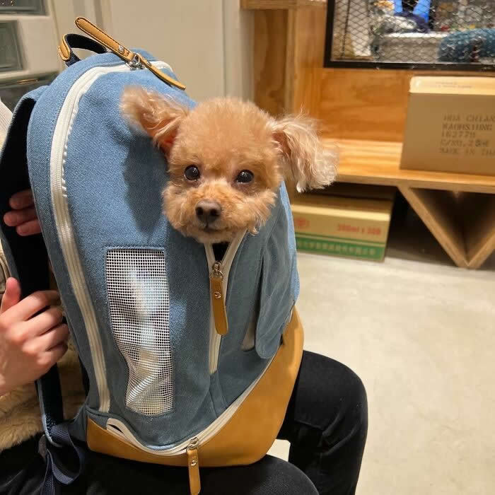 A small curly-haired dog peeks out from a blue pet backpack while sitting indoors, with its head poking through a partially zipped opening.