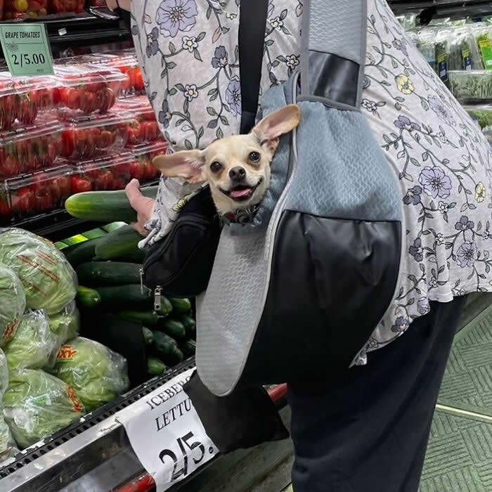 A small chihuahua peeks happily out of a gray sling bag while being carried through a grocery store produce section.