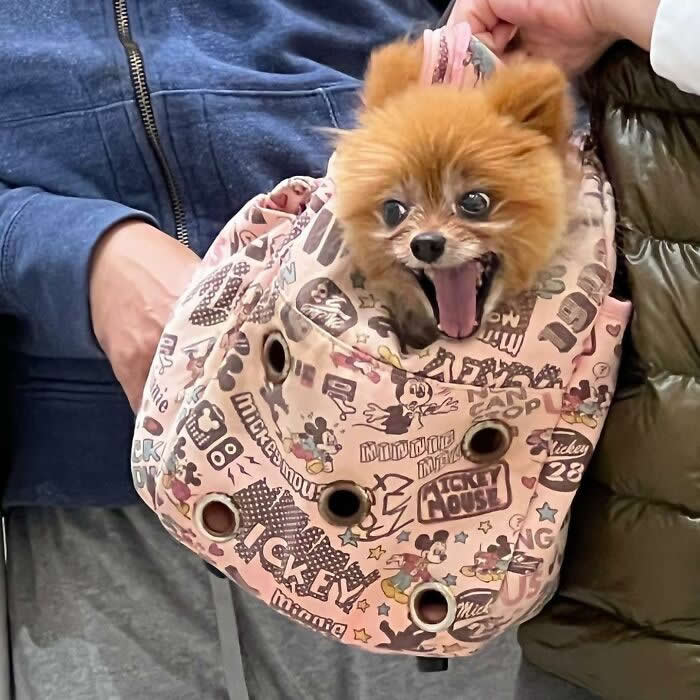 A fluffy brown Pomeranian sits inside a pink Mickey Mouse tote bag with its mouth wide open and tongue out while being carried by people indoors.
