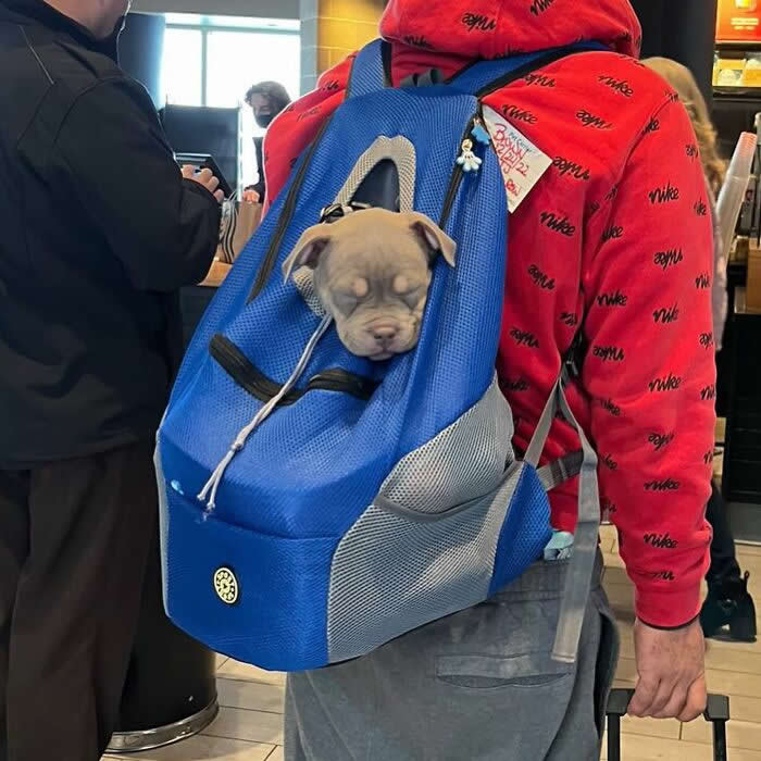 A sleeping gray puppy rests inside a blue pet backpack while being carried by a person in a red hoodie at what looks like a coffee shop or airport caf&eacute;.