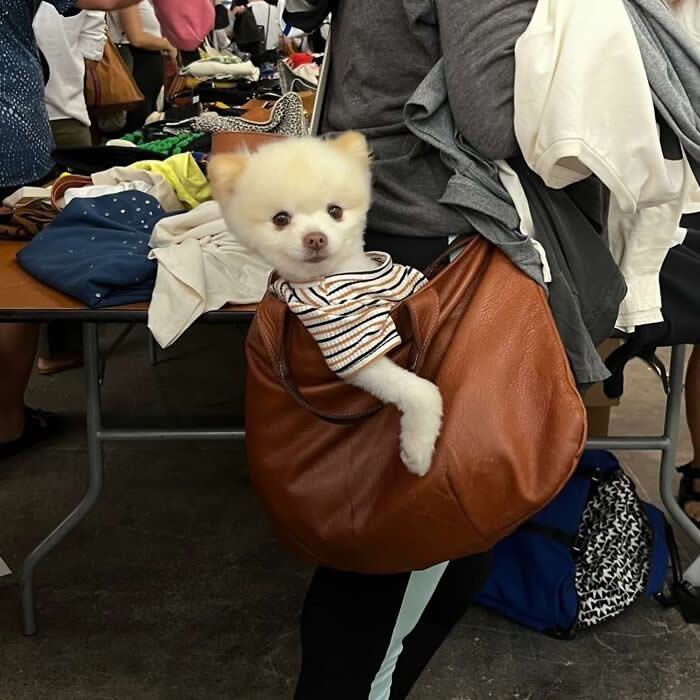 A fluffy white dog wearing a striped shirt peeks out of a large brown shoulder bag at a busy indoor market or clothing sale.