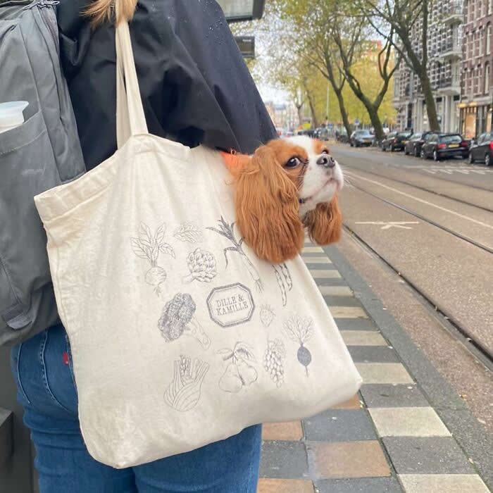 A Cavalier King Charles Spaniel peeks out of a large cream canvas tote bag while being carried along a city street lined with trees and tram tracks.