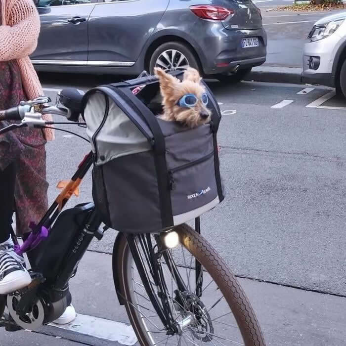 A small dog wearing blue goggles rides in a gray bike basket on the front of a bicycle while traveling down a city street.