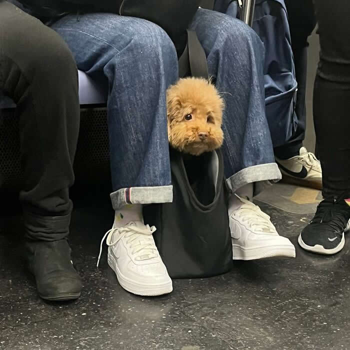 A small fluffy brown dog peeks out of a black tote bag resting between a seated person&rsquo;s legs on public transit.