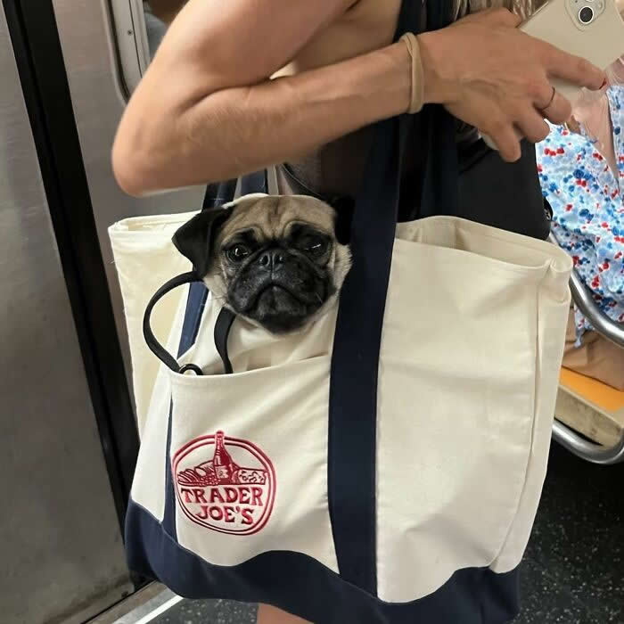 A small pug peeks out of a white Trader Joe&rsquo;s tote bag while being carried on a subway or train.