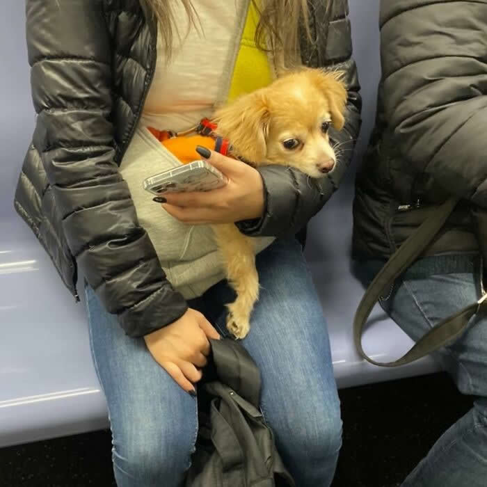 A small tan puppy peeks out of a gray hoodie pouch while sitting on a subway next to a person holding a phone.