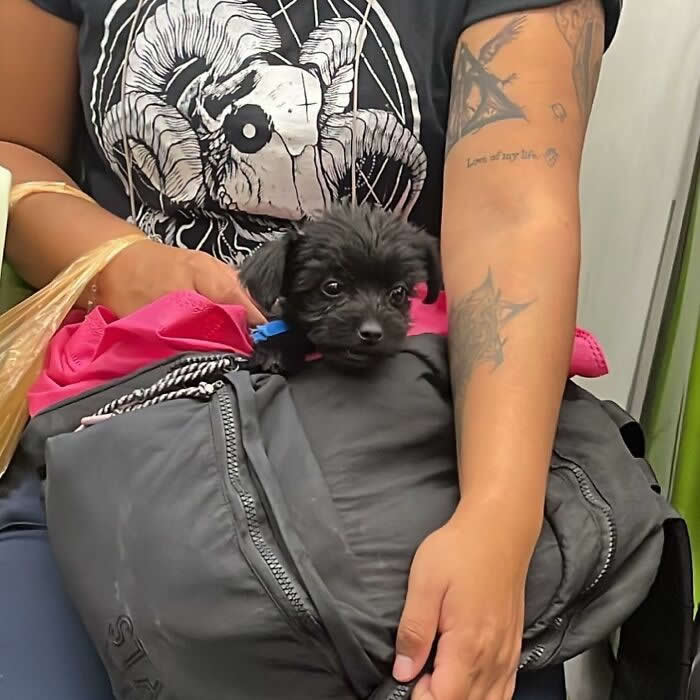 A tiny black puppy peeks out from a large gray bag on a subway while sitting on a person&rsquo;s lap, surrounded by bright pink fabric.