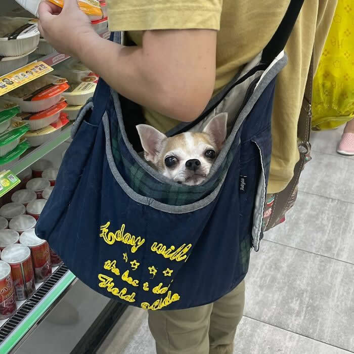 A small Chihuahua peeks out of a navy shoulder bag while being carried through a grocery store aisle beside a refrigerated shelf.