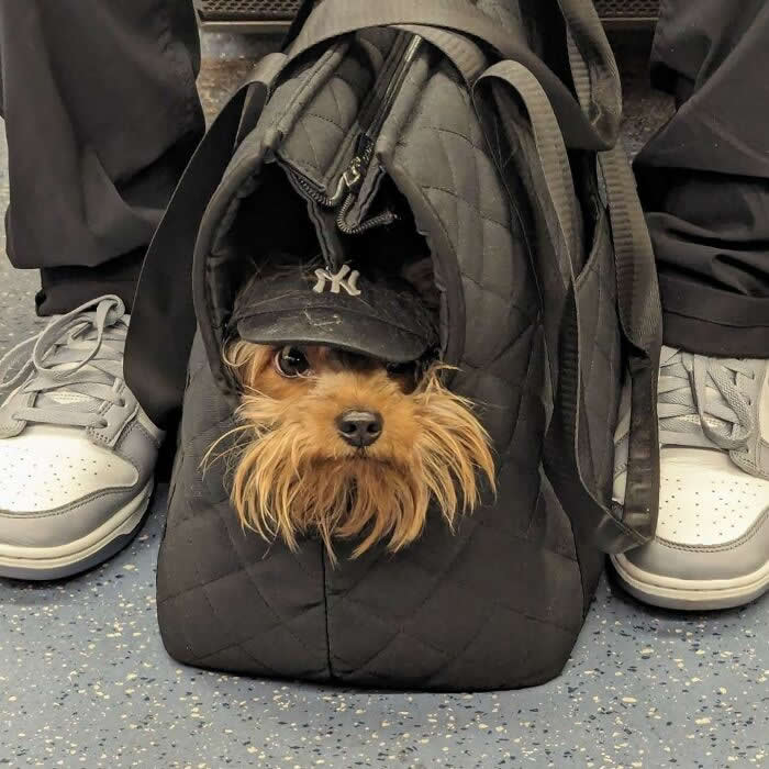 A small Yorkshire Terrier wearing a tiny black Yankees cap peeks out of a quilted black pet carrier while sitting on a subway floor between a person&rsquo;s sneakers.